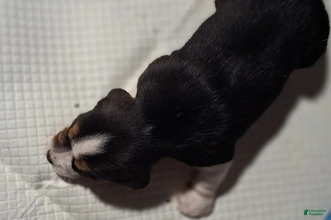 Beagle dogs for sale: Beagle Puppy 2 - AKC Registrable. - Ad 1