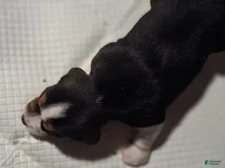 Beagle dogs Beagle Puppy 2 - AKC Registrable. - Ad 2