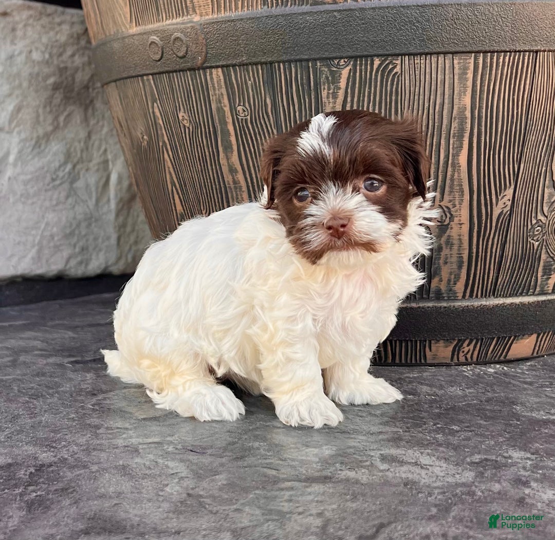 Havanese dogs for sale: Annie - Ad 1