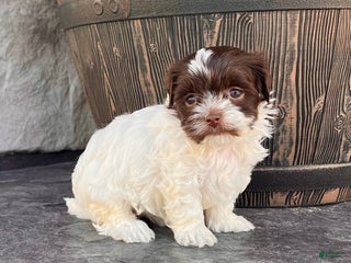 Havanese dogs - Ad 22