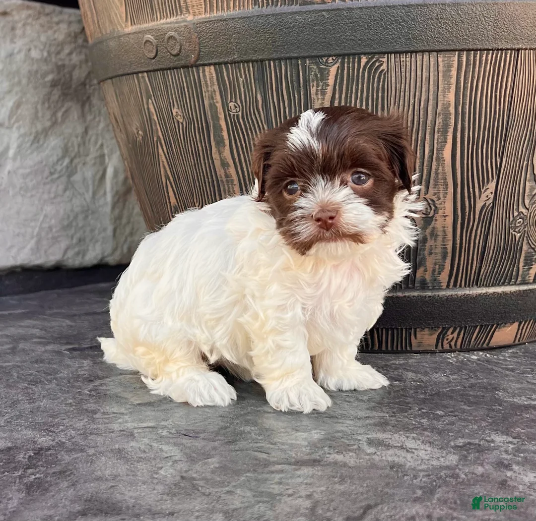 Havanese dogs for sale: Annie - Ad 1