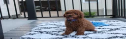 Miniature Poodle dogs for sale: Simba  - Ad 3
