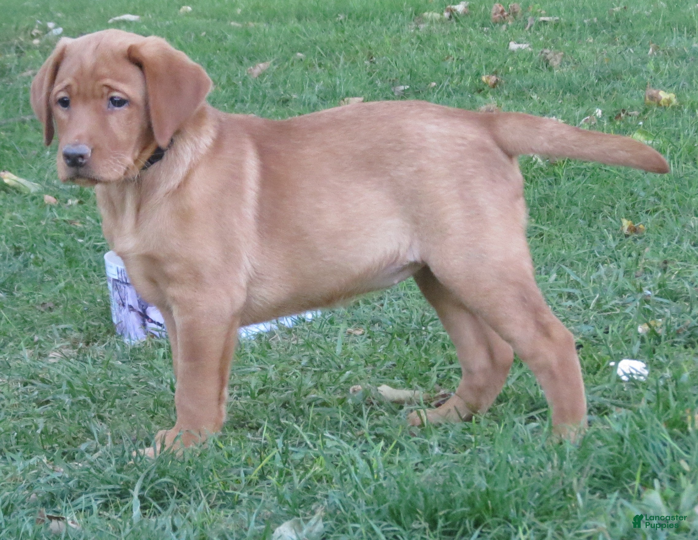 Labrador Retriever dogs Lolli (tan collar) - Ad 2