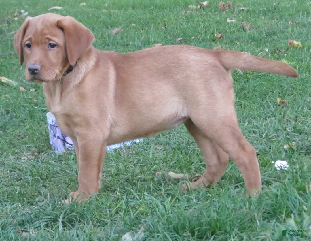 Labrador Retriever dogs for sale: Lolli (tan collar) - Ad 2