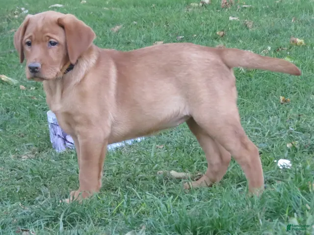 Labrador Retriever dogs for sale: Lolli (tan collar) - Ad 2