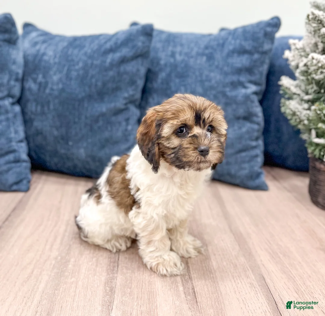 Cockapoo dogs for sale: Elska - Ad 6