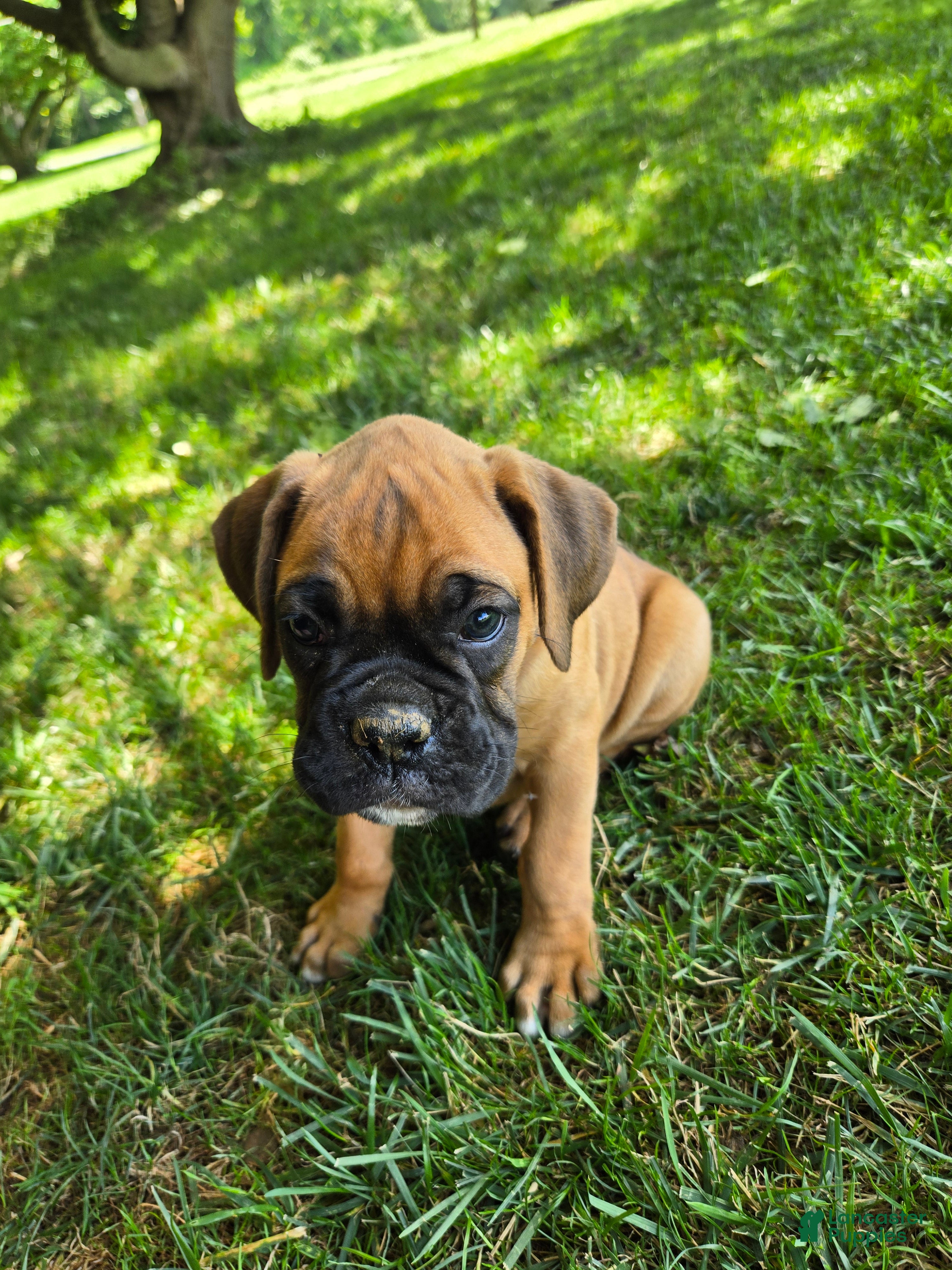 Boxer dogs Barkley  - Ad 1