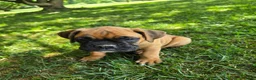 Boxer dogs for sale: Barkley  - Ad 3