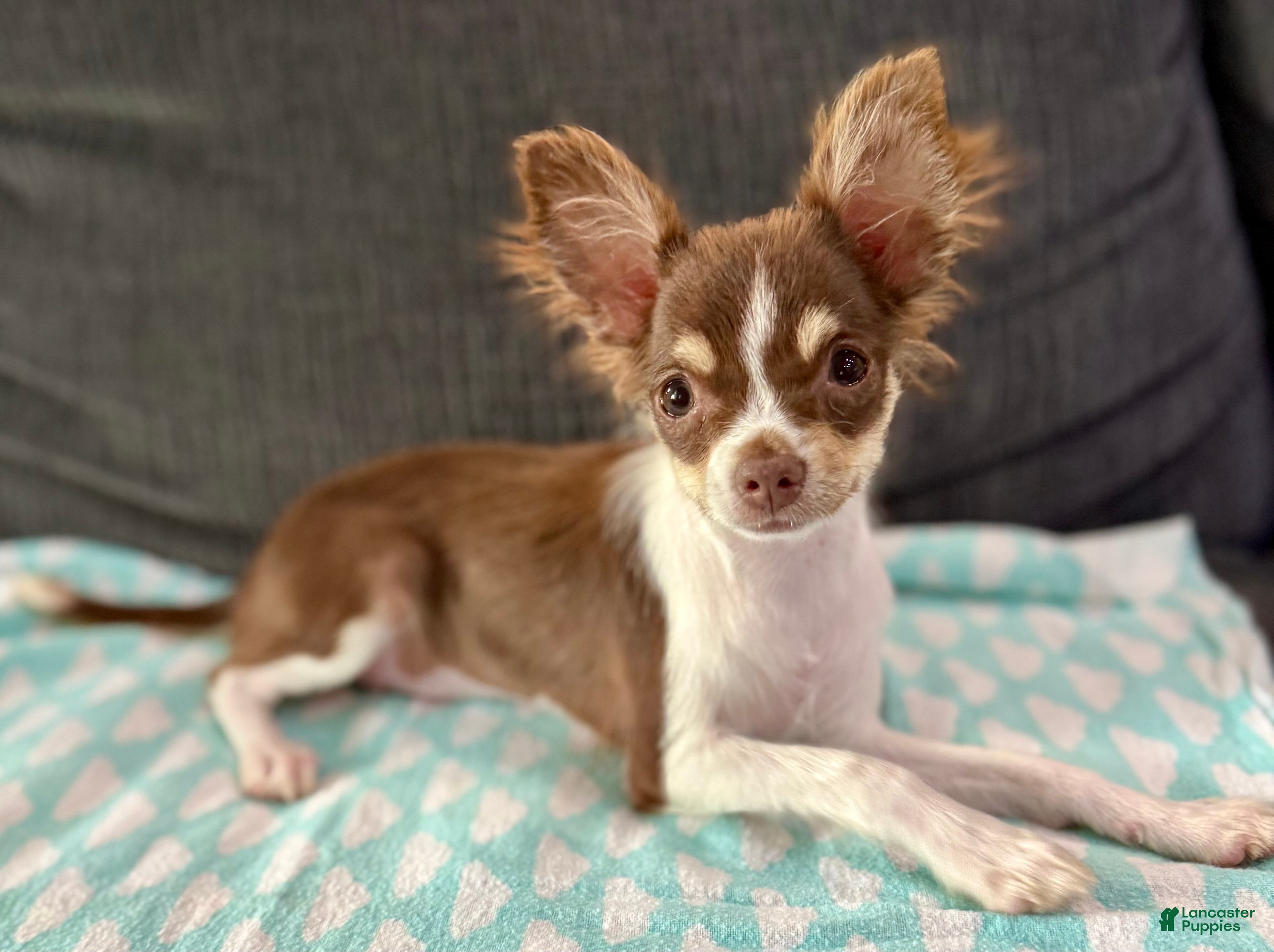 Chihuahua dogs Maple  - Ad 2