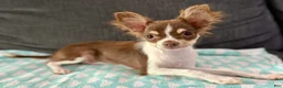 Chihuahua dogs for sale: Maple  - Ad 2