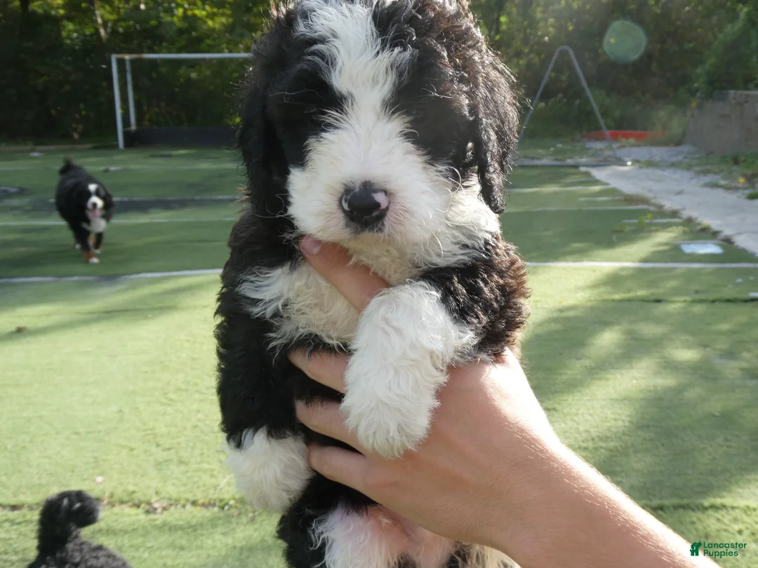 Bernedoodle dogs for sale: George - Ad 2