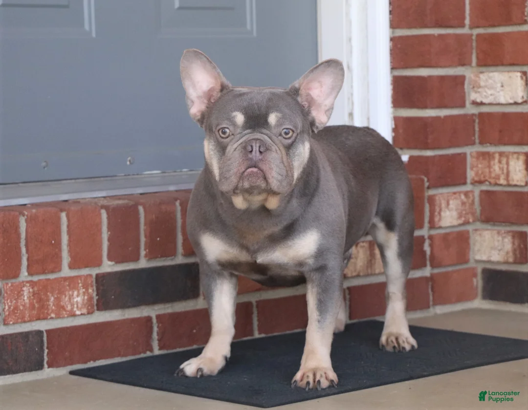 Mixed Breed dogs for sale: Princess - Ad 8