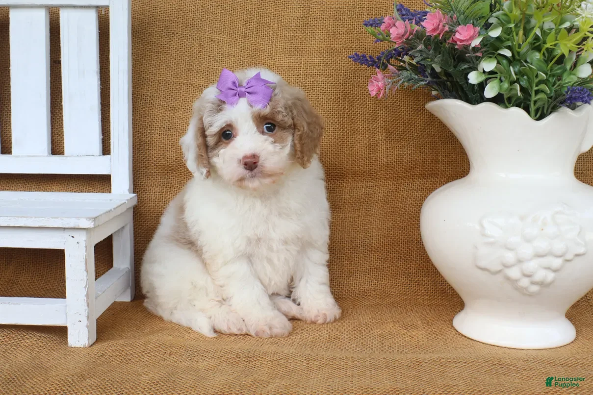 Cavapoo dogs Isabella - Ad 2