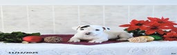 Jack Russell Terrier dogs for sale: Toby - Ad 9