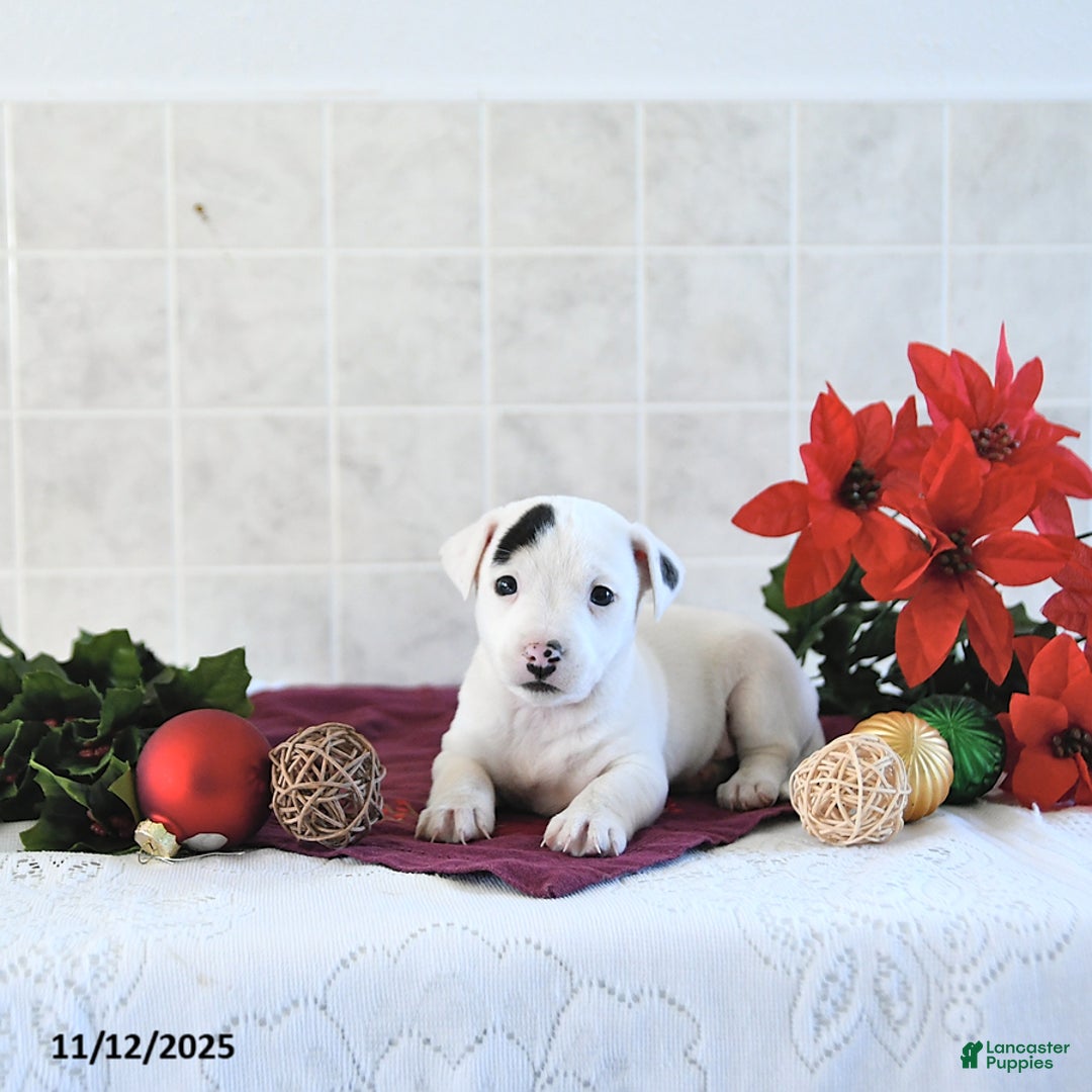 Jack Russell Terrier dogs for sale: Toby - Ad 9