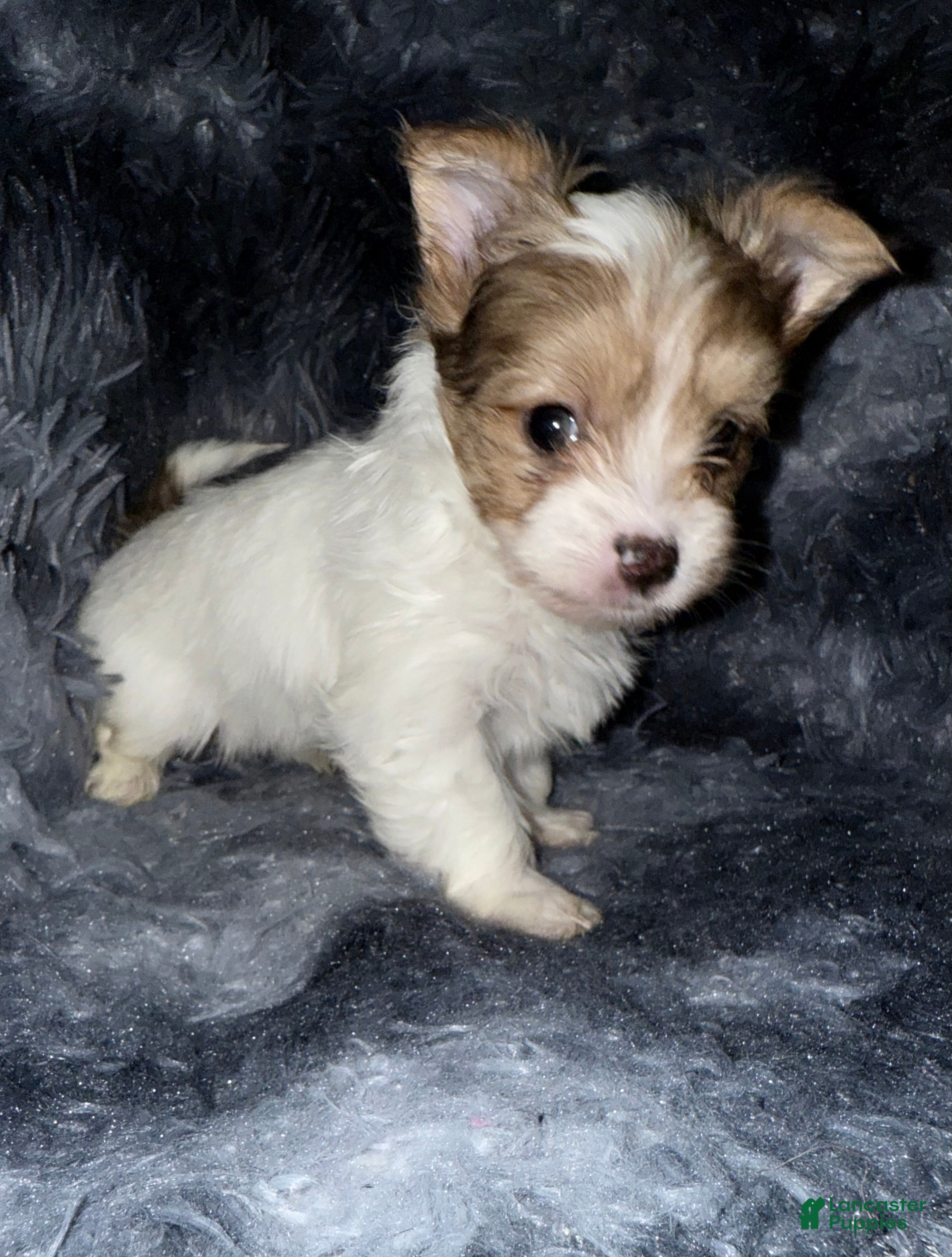 Yorkshire Terrier dogs Blaze - Ad 2