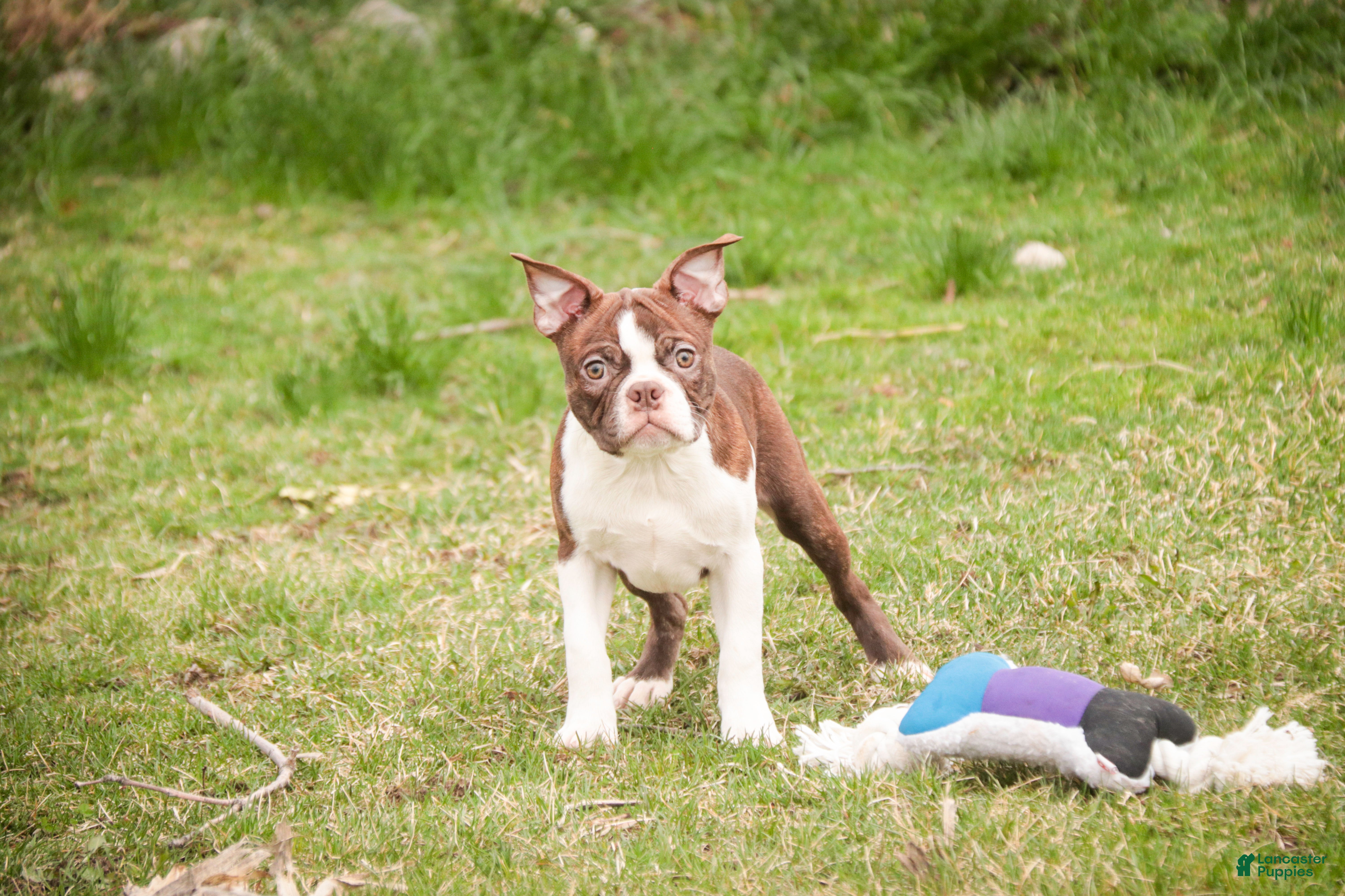 Boston Terrier dogs Kade - Ad 1