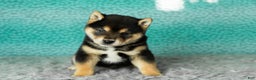 Shiba Inu dogs for sale: Anson  - Ad 4