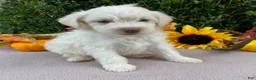 Miniature Labradoodle dogs for sale: Kermit - Ad 3