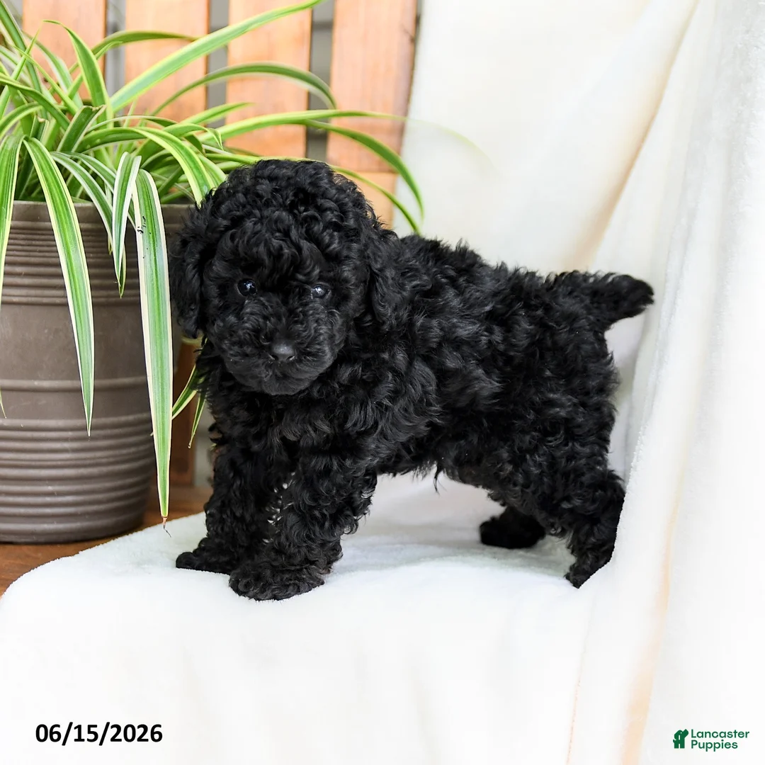 Toy Poodle dogs for sale: Benny - Ad 1