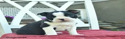 Boston Terrier dogs for sale: Poppy  - Ad 5