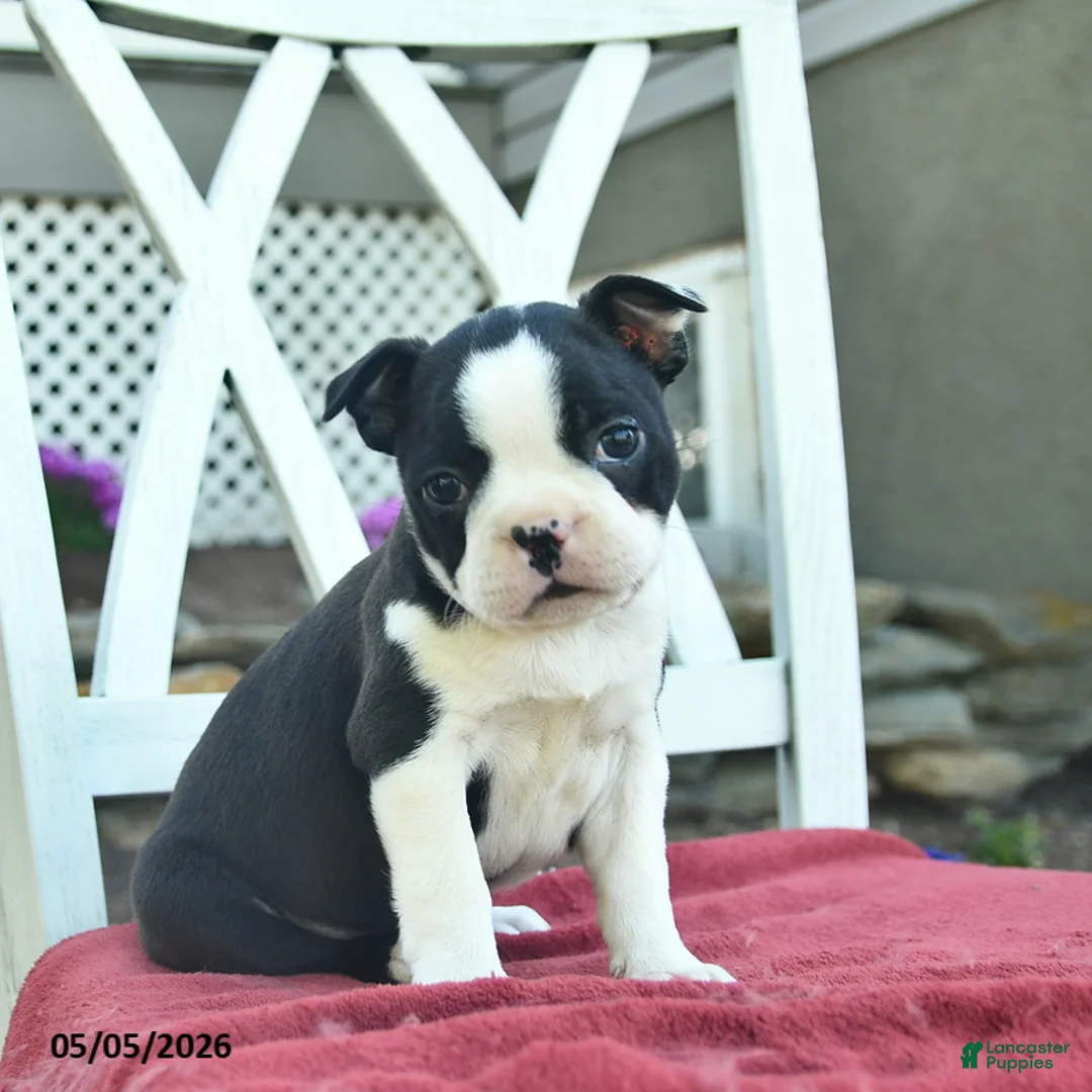 Boston Terrier dogs for sale: Poppy  - Ad 5