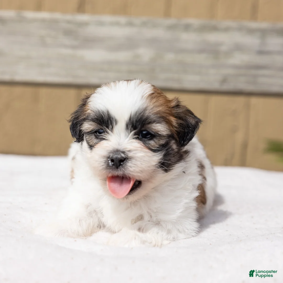 Teddy Bear dogs for sale: Eucalyptus - Ad 7