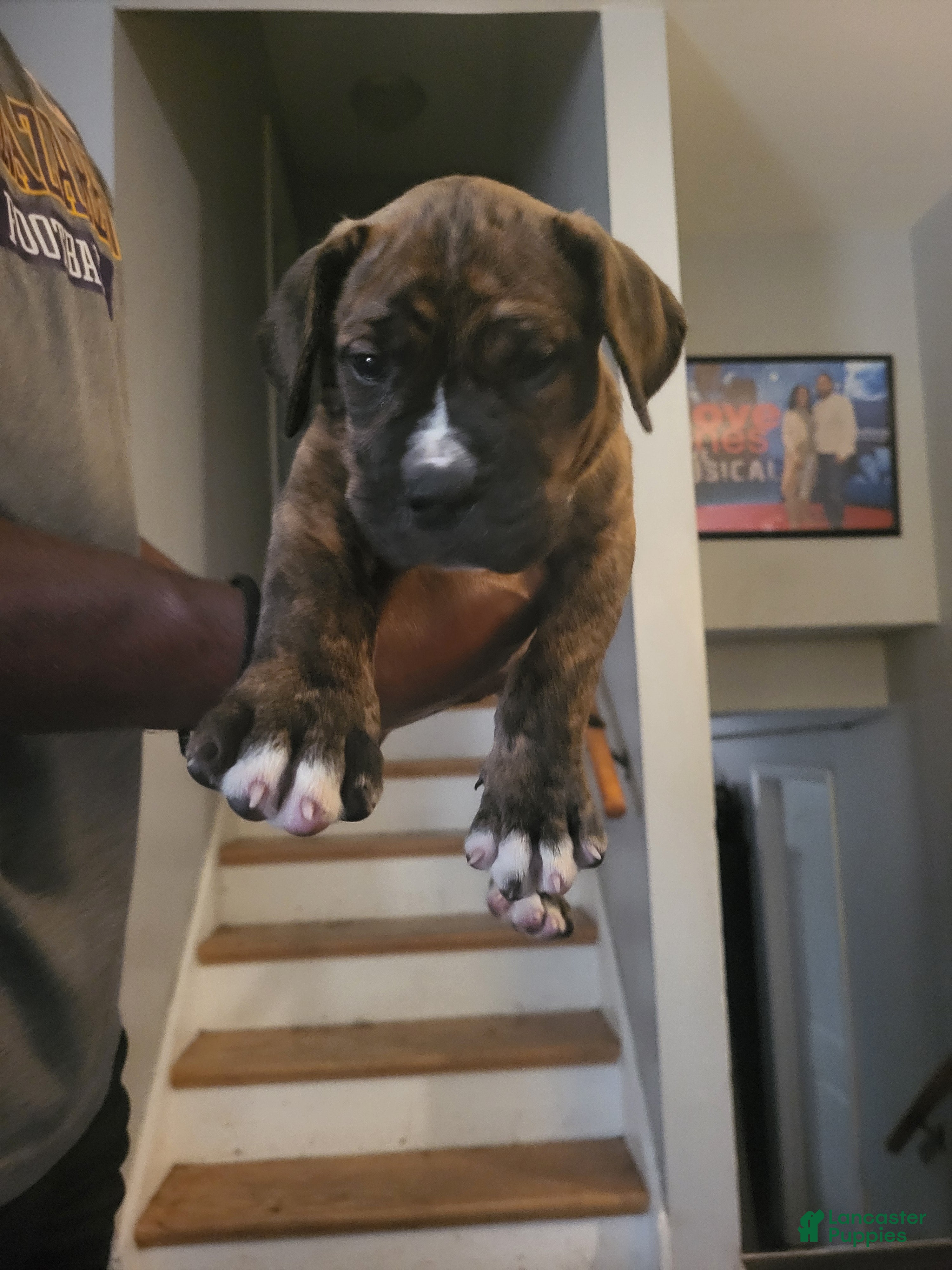 Mixed Breed dogs Mixed Breed 1 - Ad 1