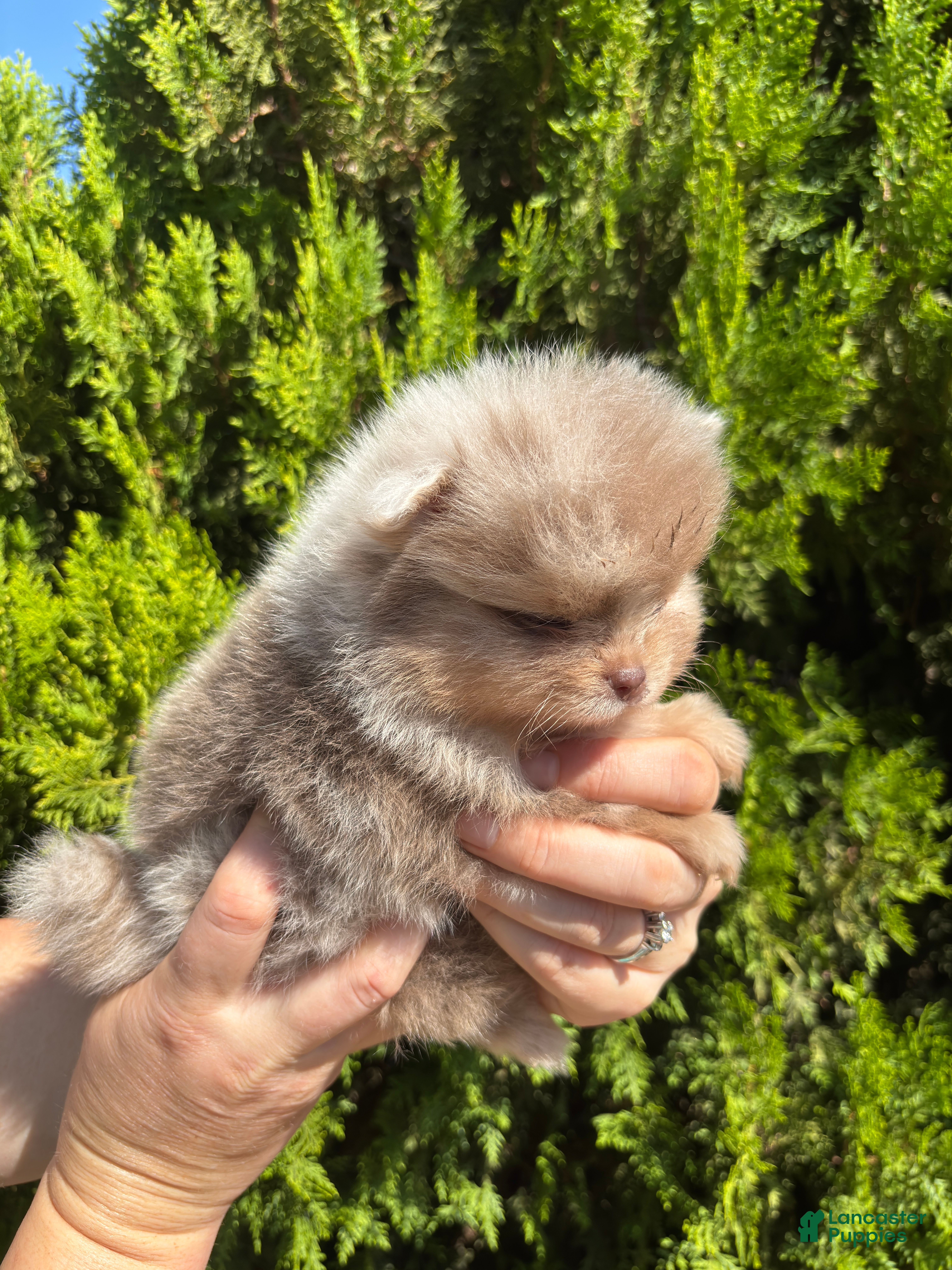 Pomeranian dogs Lavender merle - Ad 3