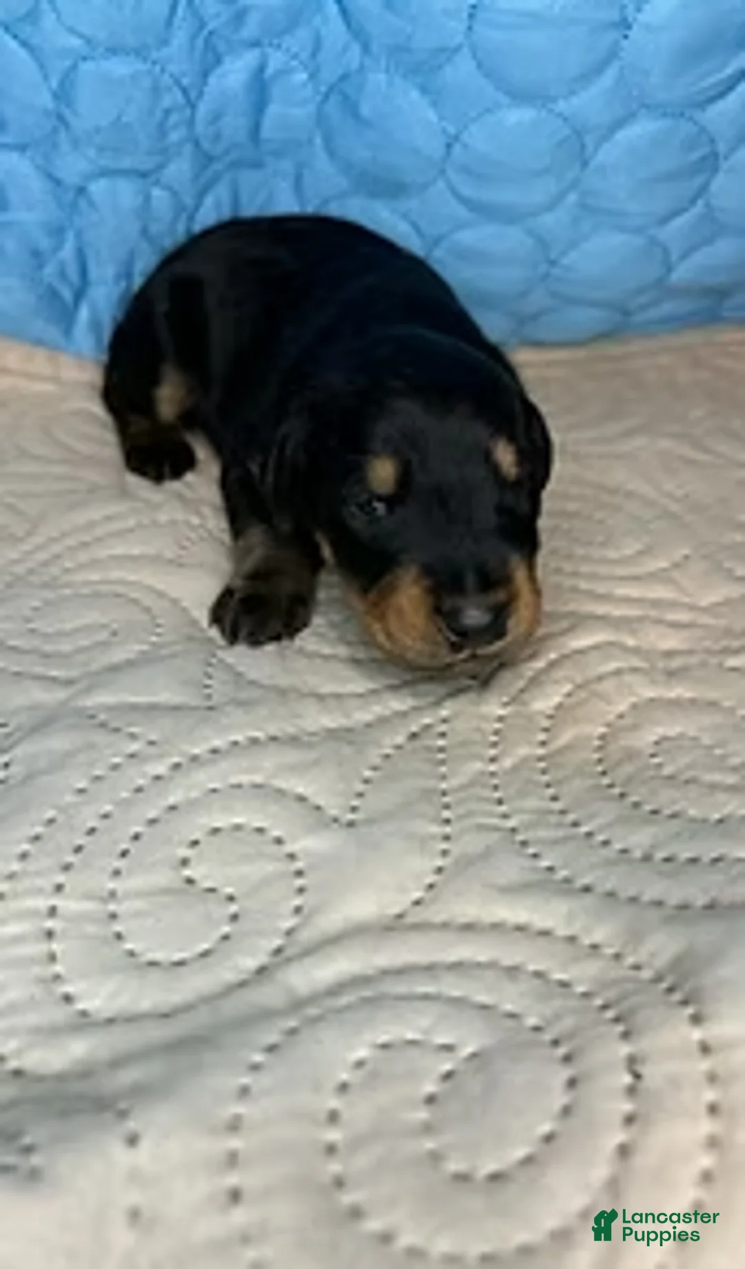 Mixed Breed dogs for sale: Chief - Ad 4