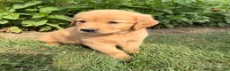 Golden Retriever dogs for sale: Benji - Ad 4