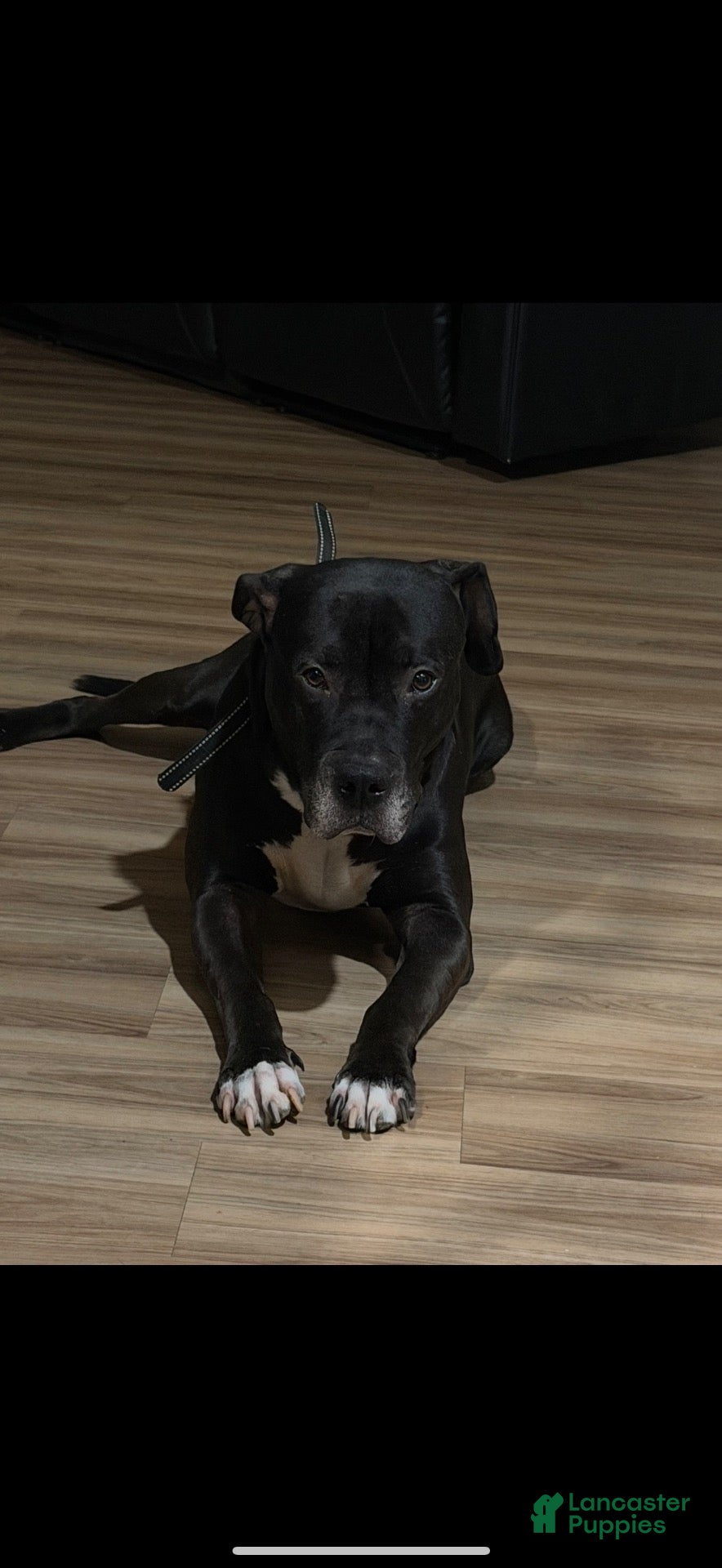 Mixed Breed dogs Mixed Breed 1 - Ad 1