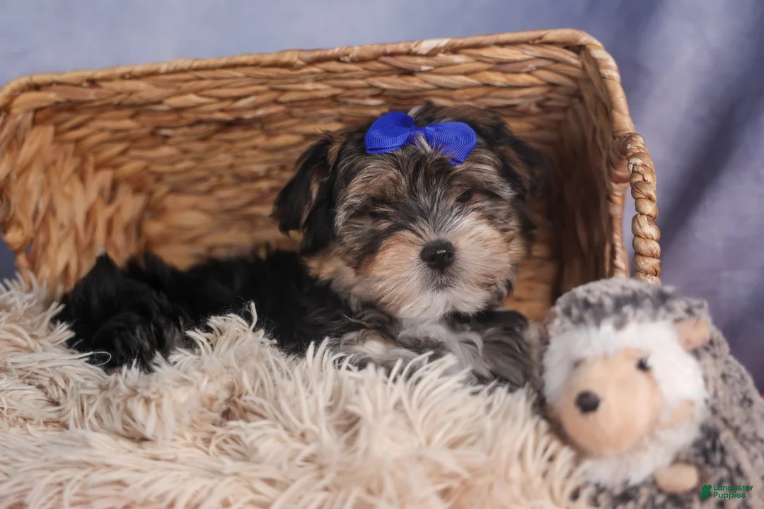 Morkie dogs for sale: Newton - Ad 9