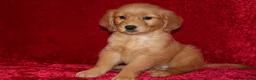 Golden Retriever dogs for sale: Summer AKC OFA  - Ad 3
