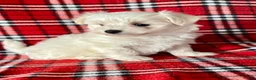 Maltese dogs for sale: Bandit - Ad 4