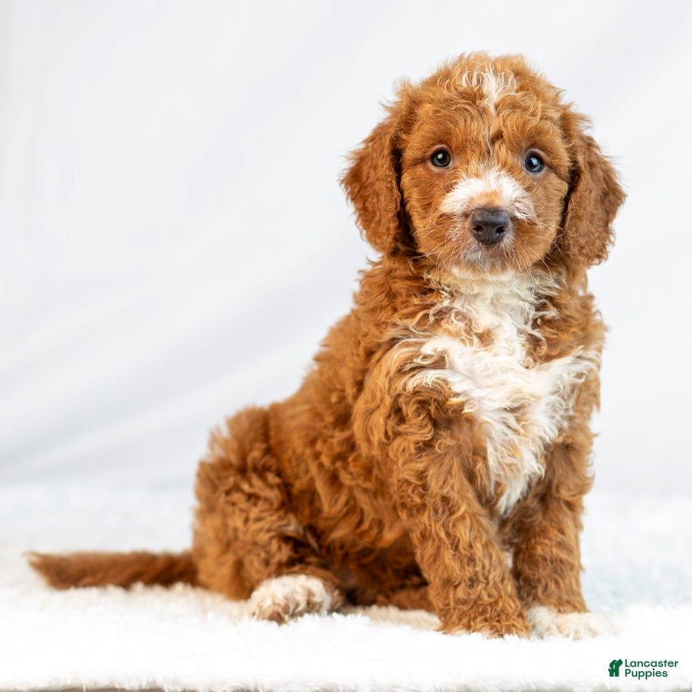 Mini Goldendoodle dogs Marley - Ad 1