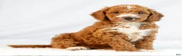 Mini Goldendoodle dogs for sale: Marley - Ad 1