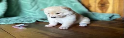 Shiba Inu dogs for sale: Shiba Inu Puppy 1 - Ad 3