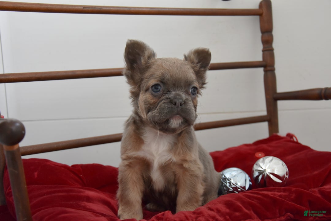 French Bulldog dogs for sale: Jade - Ad 1