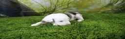 Miniature Australian Shepherd dogs for sale: Boston - Ad 7