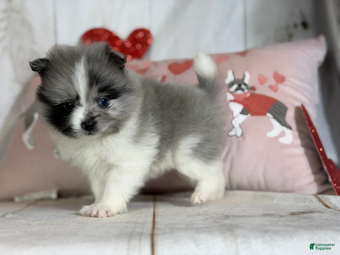 Pomeranian dogs for sale: Cupid blue eye  - Ad 7