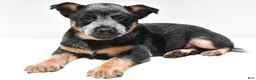 Australian Cattle Dog dogs for sale: Blue Boy - Ad 5