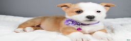 Welsh Corgi Pembroke dogs for sale: Beauty - Ad 2