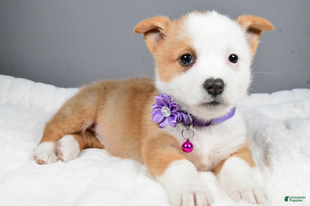 Welsh Corgi Pembroke dogs for sale: Beauty - Ad 2