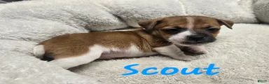 Jack Russell Terrier Puppy 1