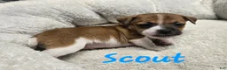 Jack Russell Terrier dogs for sale: Jack Russell Terrier Puppy 1 - Ad 1