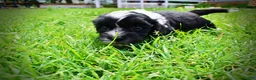 Havapoo dogs for sale: Scout - Ad 12