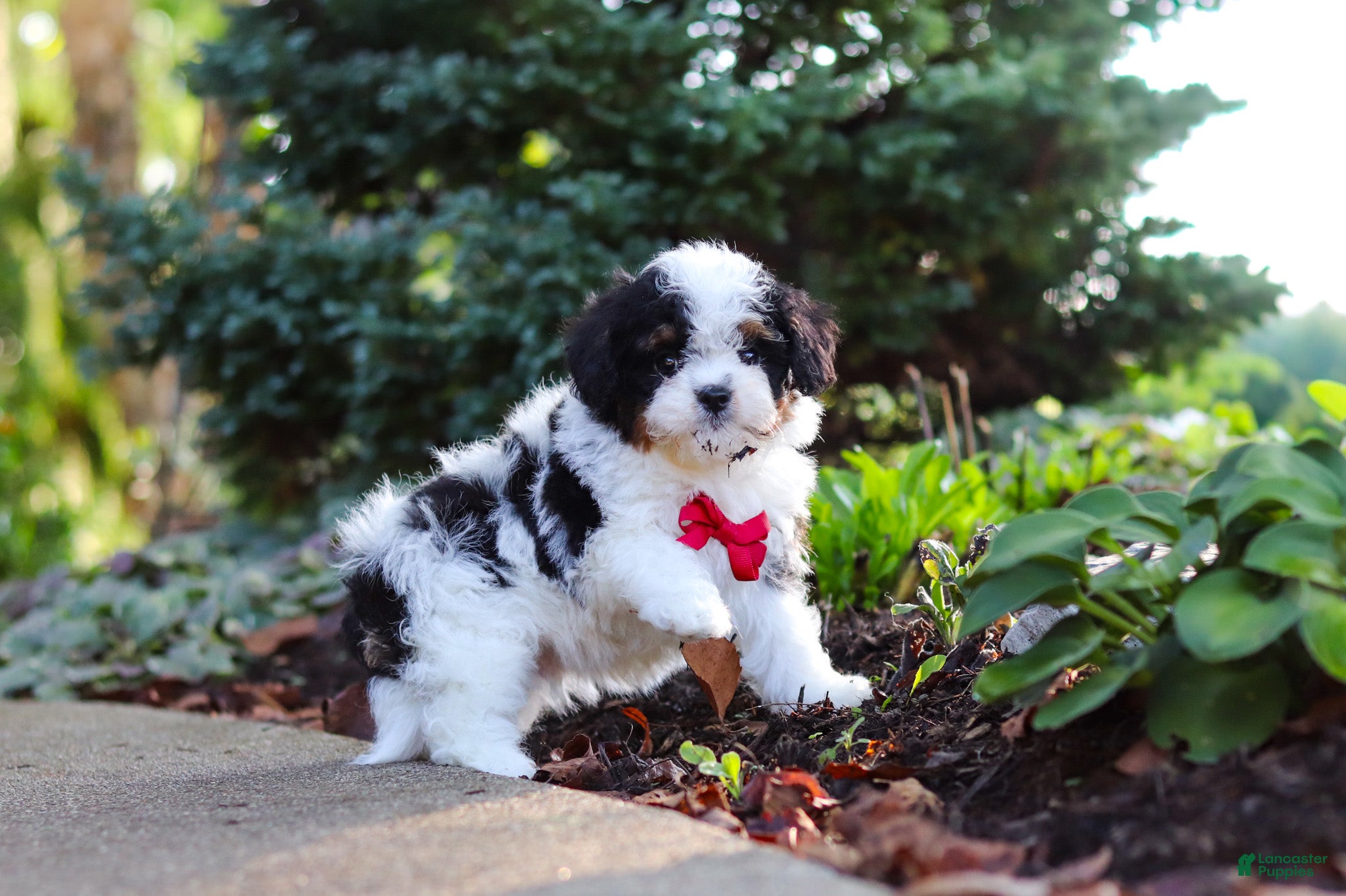 Cavapoo dogs Leo - Ad 1