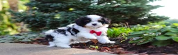 Cavapoo dogs for sale: Leo - Ad 1