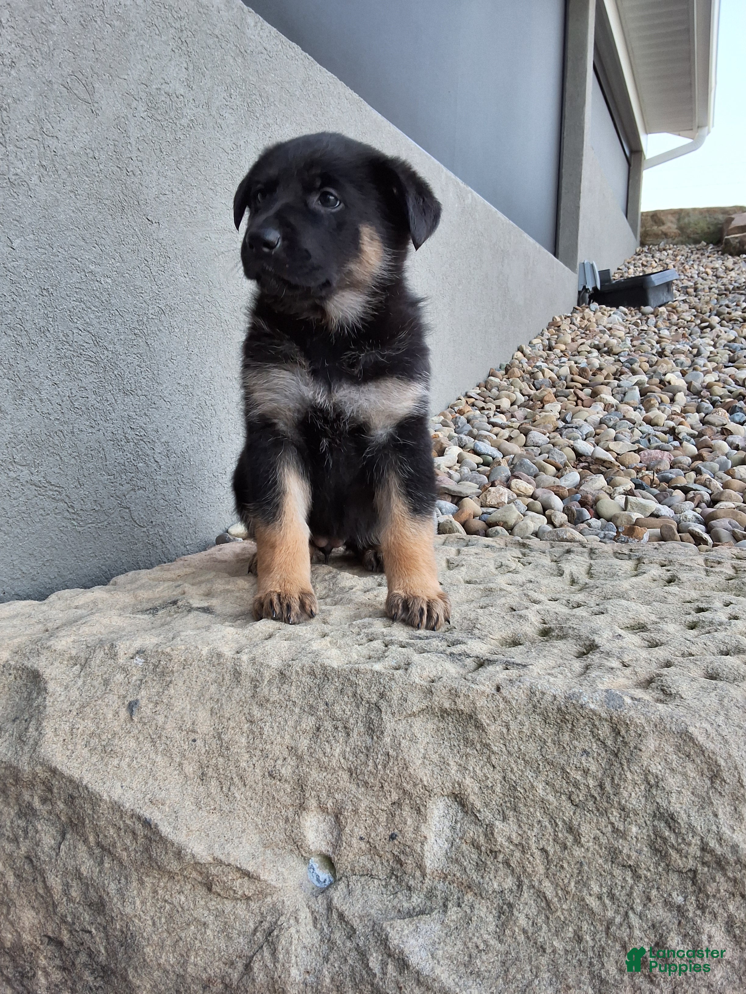 German Shepherd dogs Skye - Ad 2